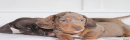 Miniature Dachshund dogs for sale: Miniature Dachshund puppies  - Advert 29