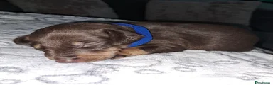 Mixed Breed 4