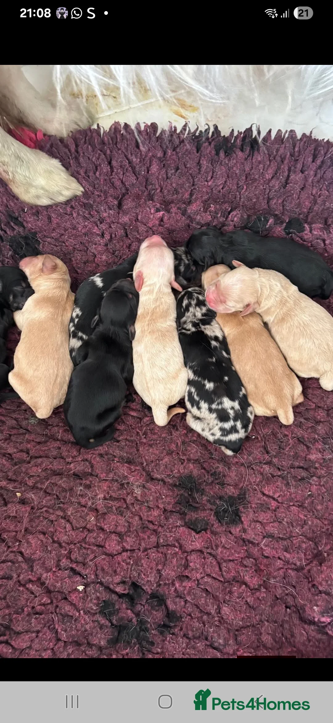 Miniature Poodle dogs for stud: 💥FOR STUD💥 CHOC MERLE PHANTOM MIN POODLE in Doncaster - Advert 20