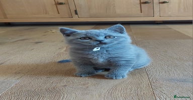 British Shorthair cats - Advert 8