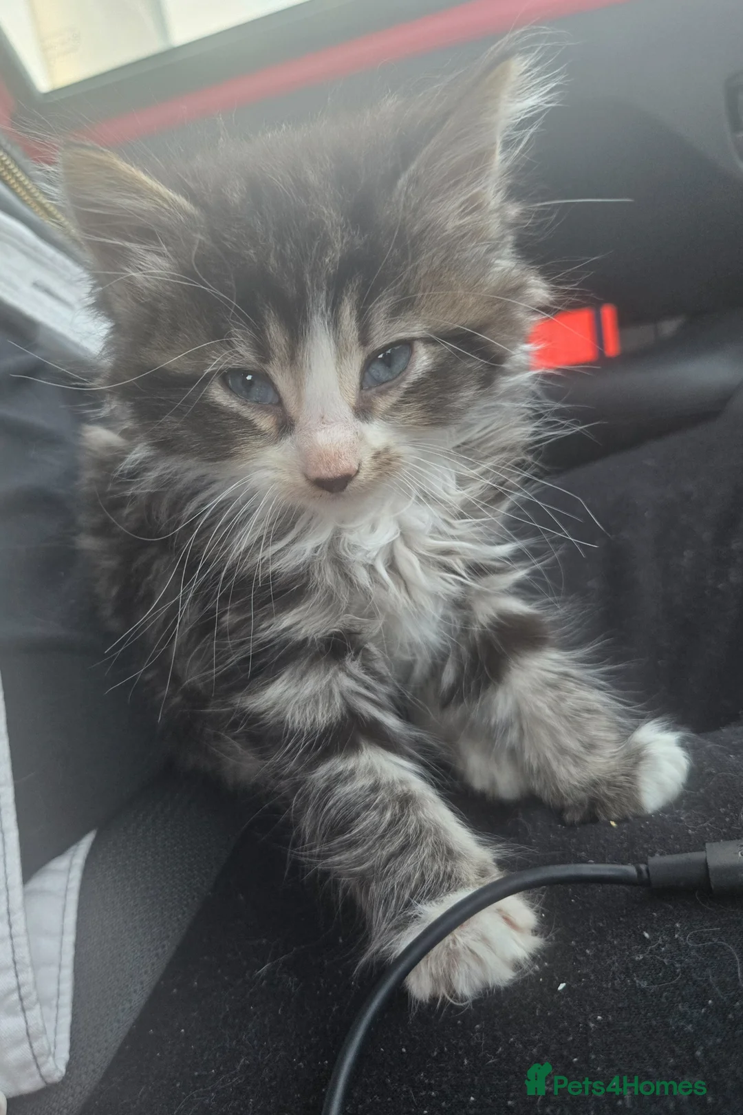 Mixed Breed cats for sale: 2 kittens  - Advert 1