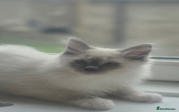 Ragdoll cats for sale: 2 beautiful litters of Ragdolls  - Image 38