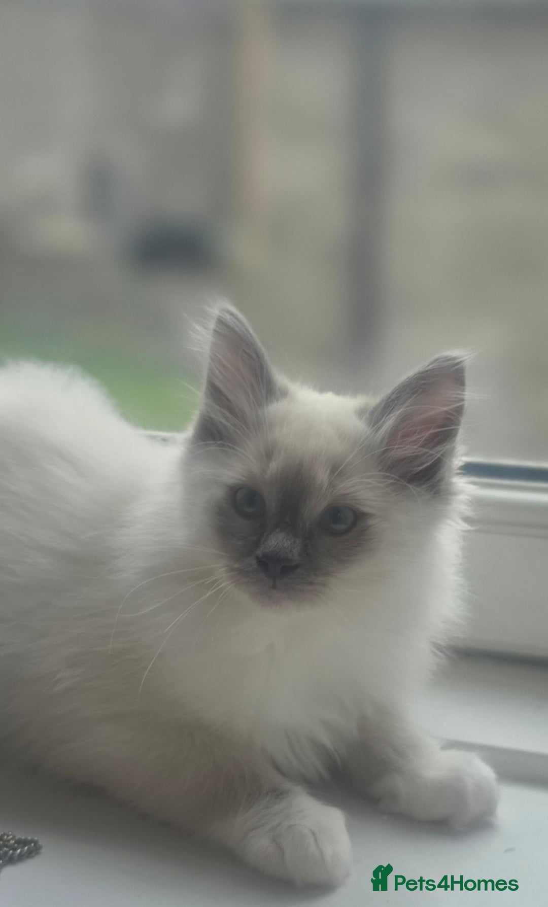 Ragdoll cats for sale: 2 beautiful litters of Ragdolls  - Image 38