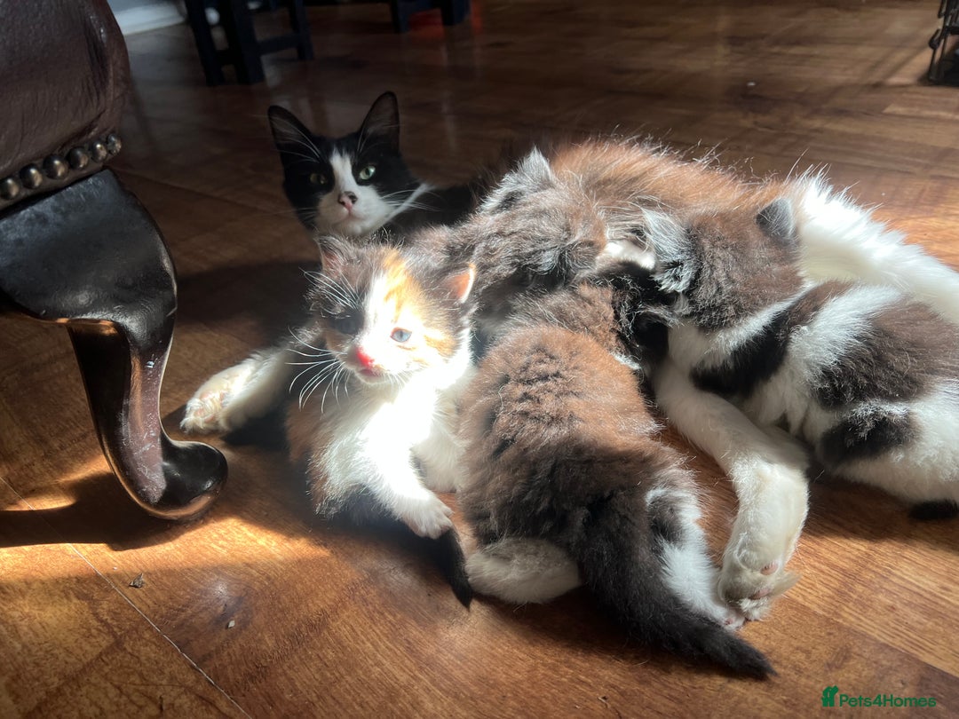 Mixed Breed cats for sale: Fluffballs looking for a new loving homes  - Image 8