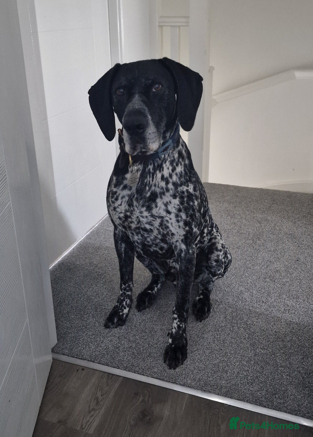 Pointer dogs for sale: 6 Year Old German Shorthaired Pointer - Advert 4