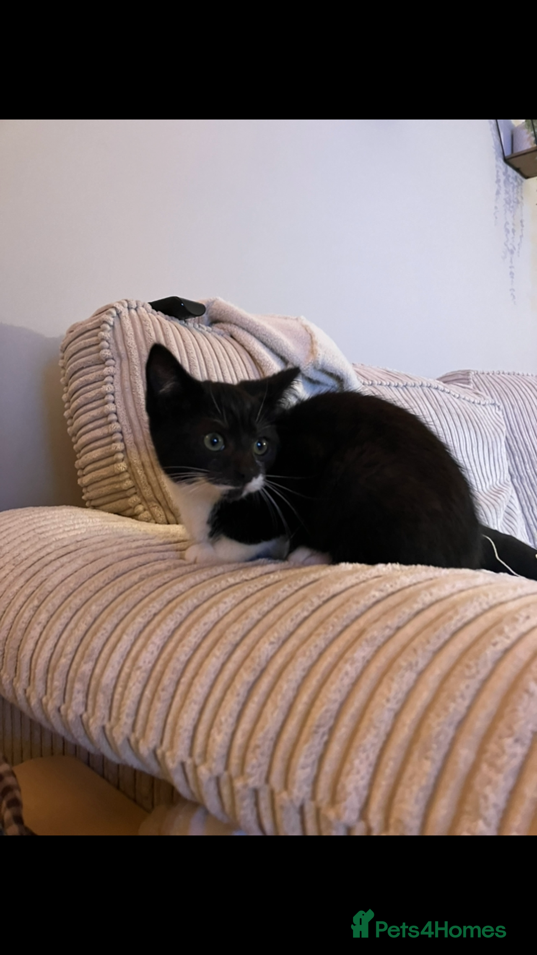 Mixed Breed cats for sale: The cutest little kittens for sale  - Advert 4