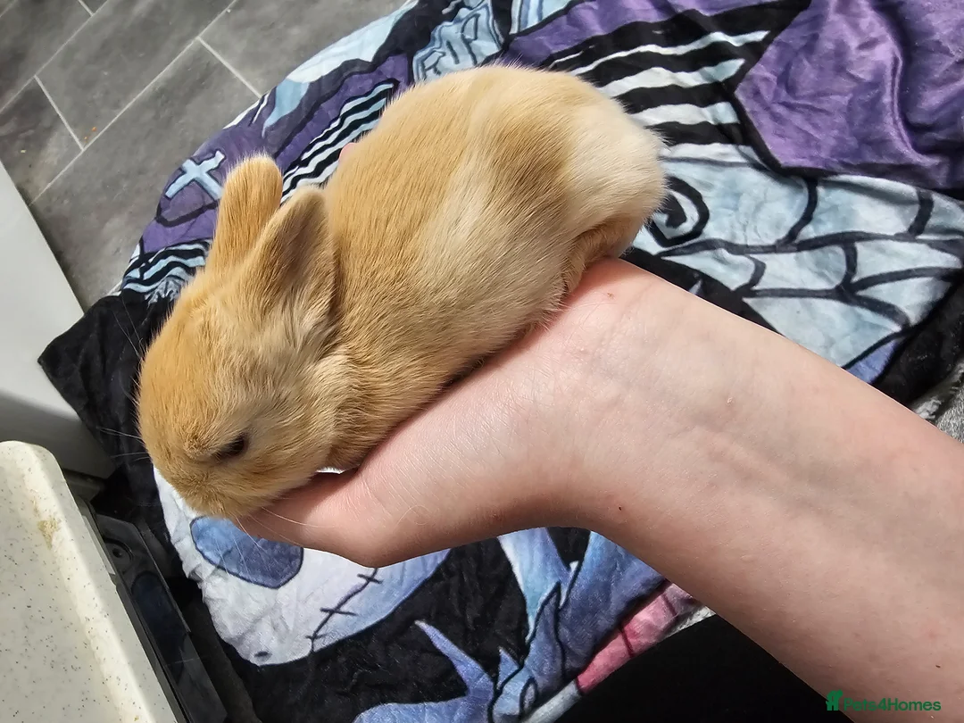 Mixed Breed rabbits for sale: 3 baby bunnies ready for their forever home - Advert 5