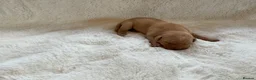 Labrador Retriever dogs for sale: DNA tested KC reg Labrador puppies - Advert 27