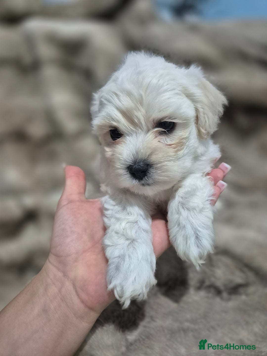 Maltese dogs for sale: K1 Beautiful Maltese puppies  - Advert 7
