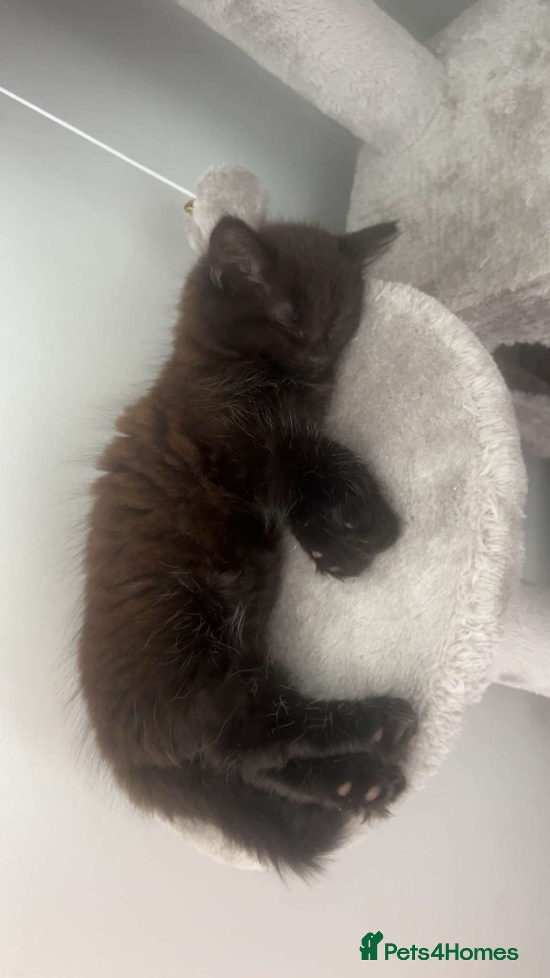 Mixed Breed cats for sale: Cat for sale  - Advert 7