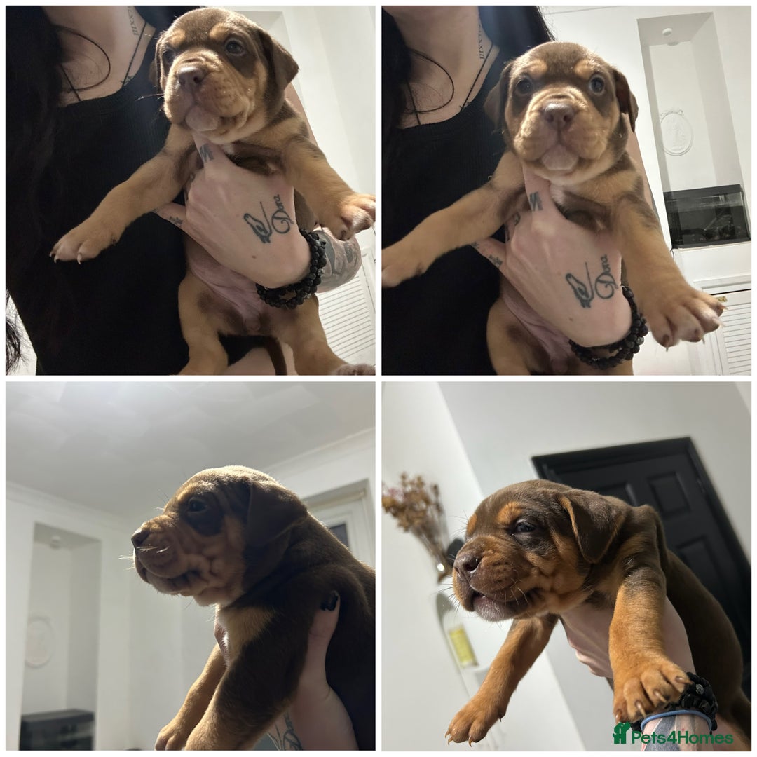 Mixed Breed dogs for sale: A beautiful litter of Rottweiler/staff/mastiffs - Advert 7