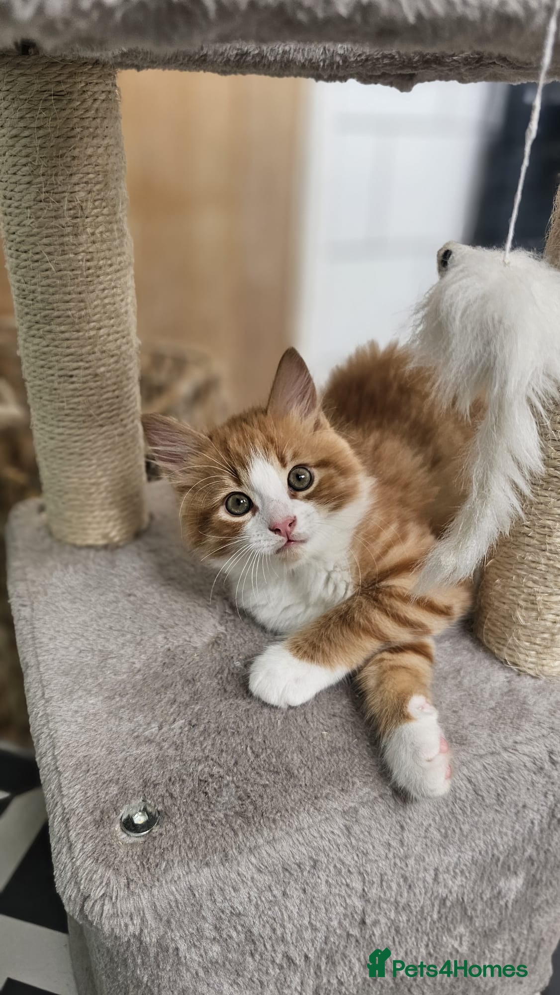 Mixed Breed cats 1 Ginger & White Kitten for Sale. £300 - Advert 7