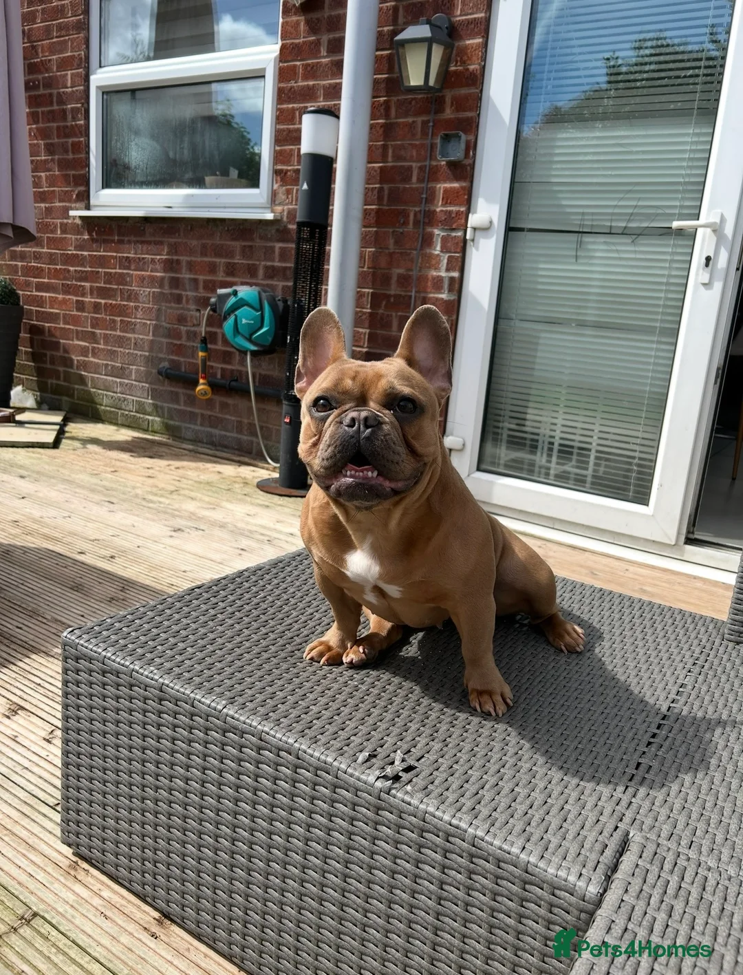 French Bulldog dogs for sale: Loving Home Needed for 3-Yr French Bulldog – Molly - Advert 1