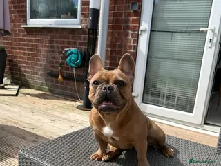 French Bulldog dogs Loving Home Needed for 3-Yr French Bulldog – Molly - Advert 3