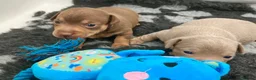 Jack Russell dogs for sale: Unique chocolate and tan girl Jack Russell  in Keighley - Advert 11