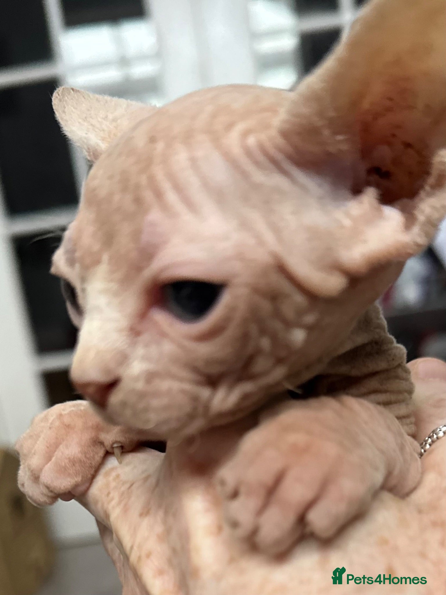Sphynx cats Canadian Sphynx kittens READY NOW - Advert 10