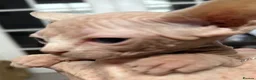 Sphynx cats for sale: Canadian Sphynx kittens READY NOW - Advert 21