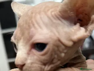 Sphynx cats Canadian Sphynx kittens READY NOW - Advert 10