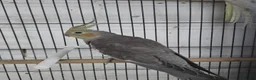 Cockatiels birds for sale: Cockatiels - Advert 2