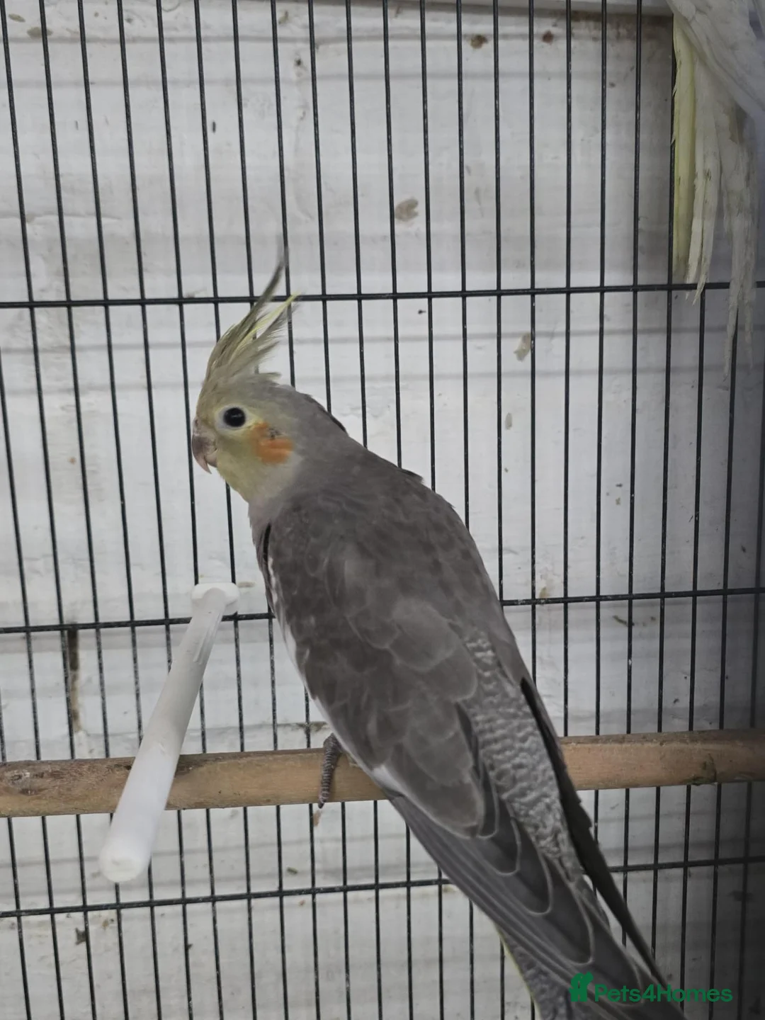 Cockatiels birds for sale: Cockatiels - Advert 2