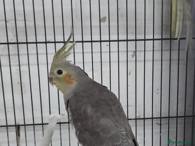 Cockatiels birds Cockatiels - Advert 2