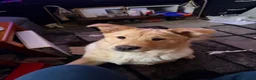 Mixed Breed dogs for sale: Chow chow cross Labrador - Advert 1
