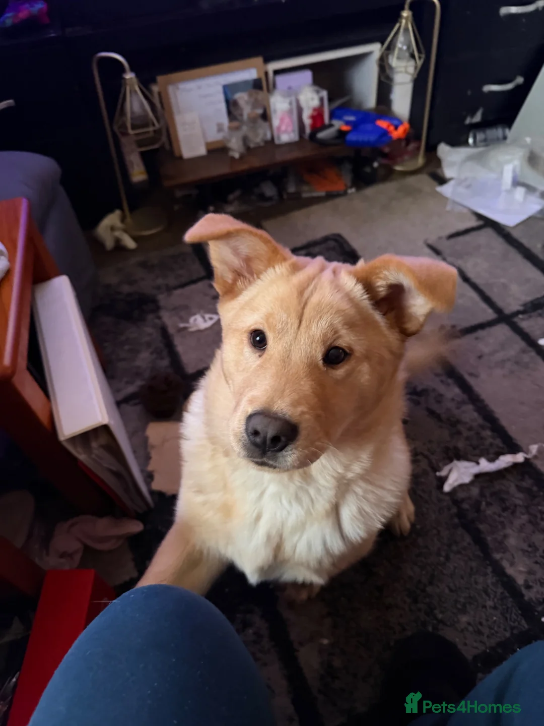 Mixed Breed dogs for sale: Chow chow cross Labrador - Advert 1