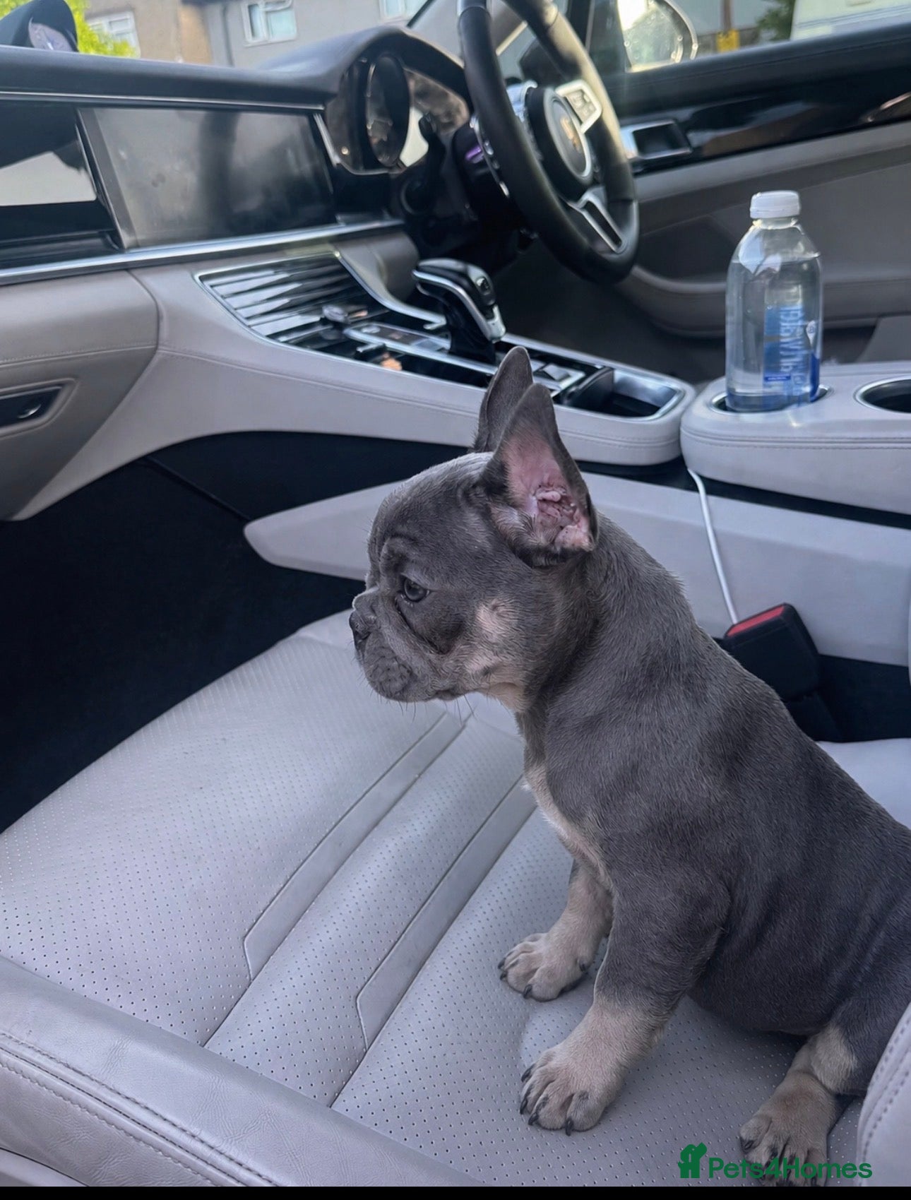 French Bulldog dogs French Bulldog Puppies- Full of love personality - Advert 2
