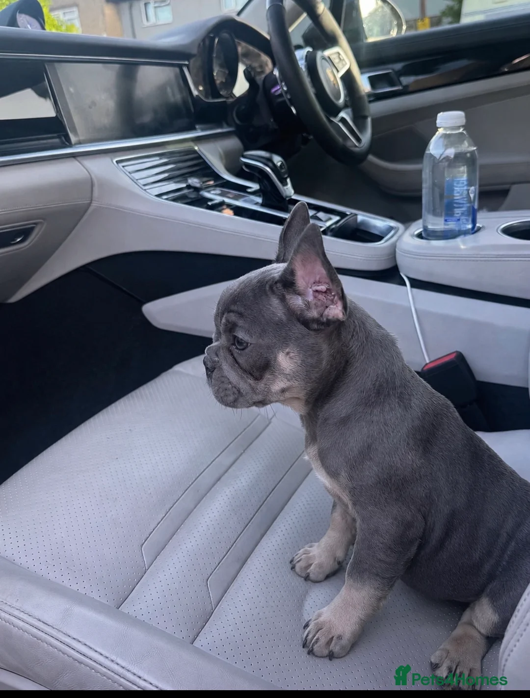 French Bulldog dogs for sale: French Bulldog Puppies- Full of love personality - Advert 1
