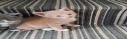 Mixed Breed cats for sale: FLUFFY MAINE COON CROSS KITTENS - Advert 16