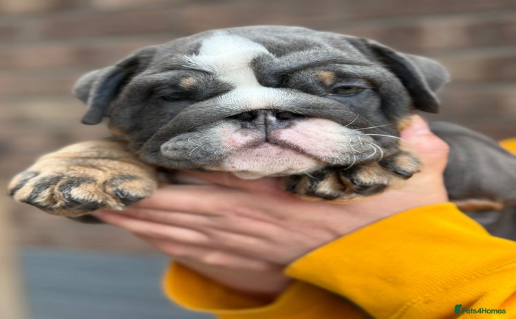 English Bulldog dogs - Advert 1