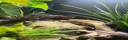 Leopard Gecko reptiles for sale: Leopard gecko and setup for sale  - Advert 4