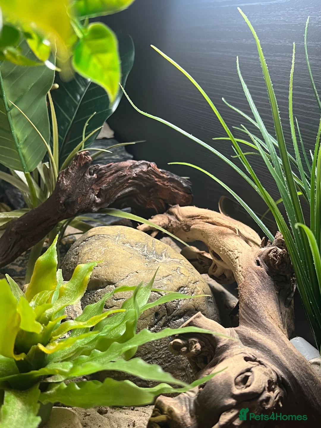 Leopard Gecko reptiles for sale: Leopard gecko and setup for sale  - Advert 4