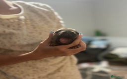 Mixed Breed dogs for sale: Frenchie/pocket bully pups for sale - Image 4