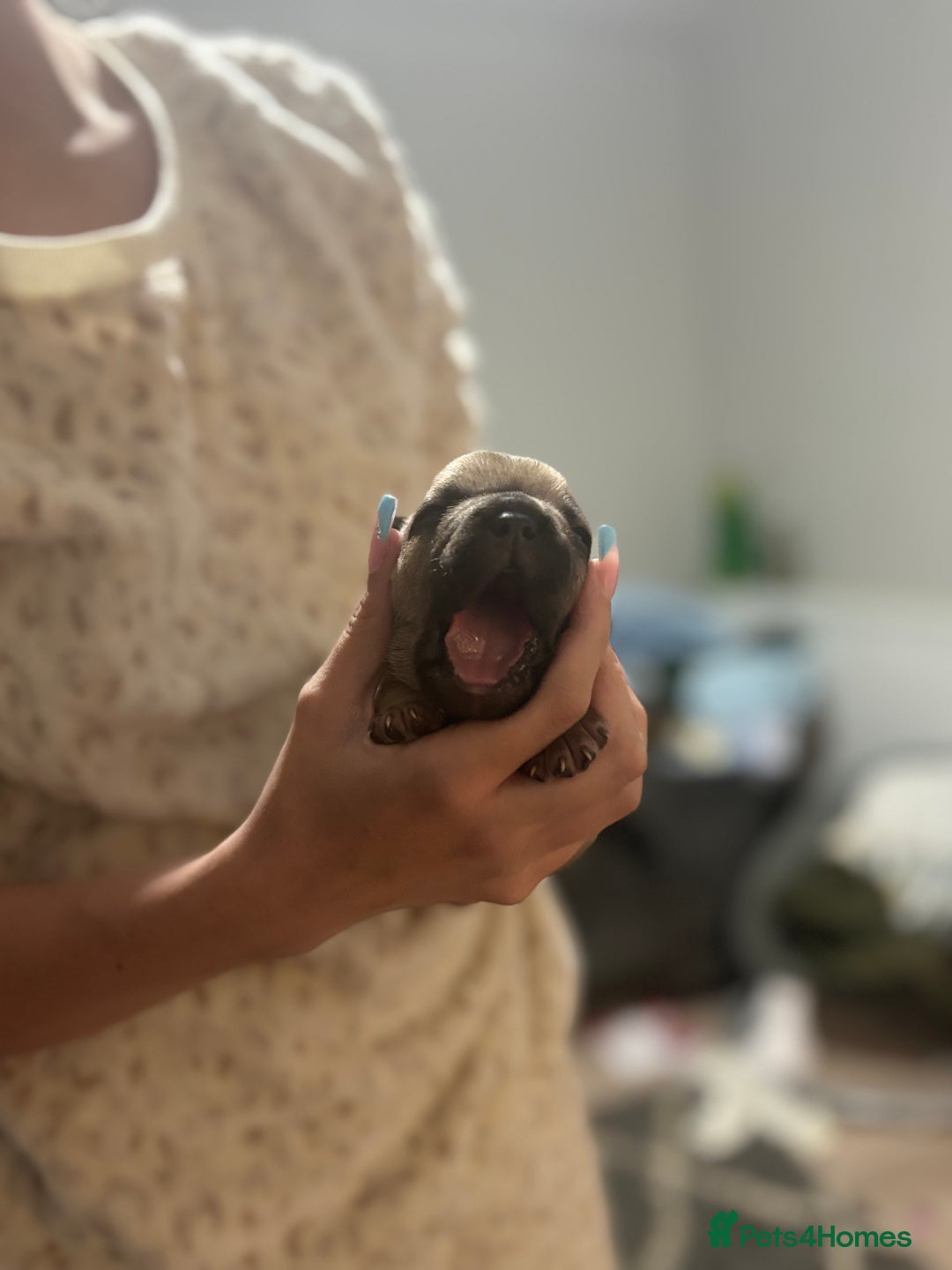 Mixed Breed dogs for sale: Frenchie/pocket bully pups for sale - Image 4