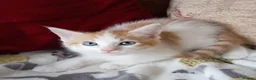Maine Coon cats for sale: Half maine coon kittens for sale  in Uckfield - Advert 3