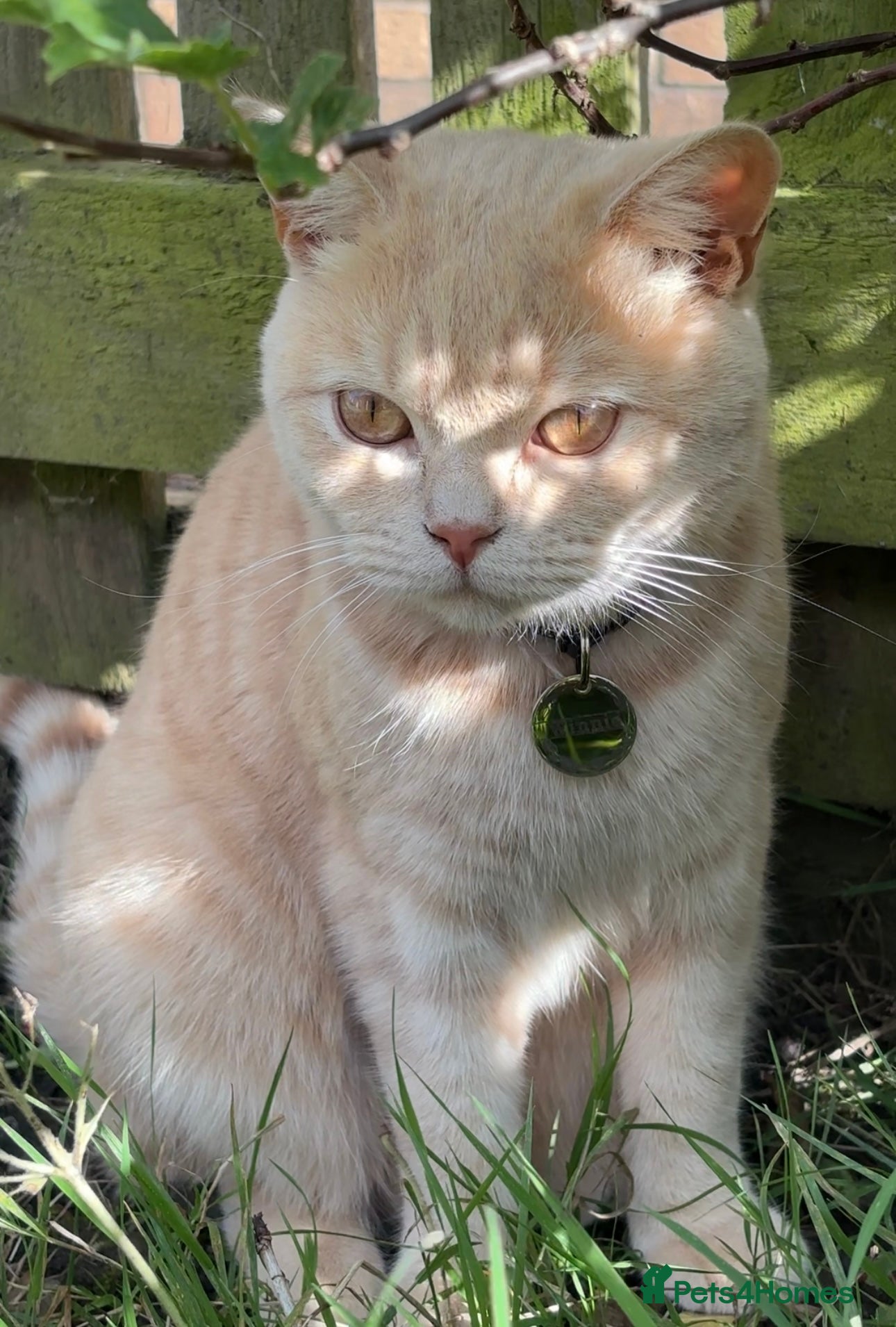 British Shorthair cats Golden British shorthair  - Advert 1