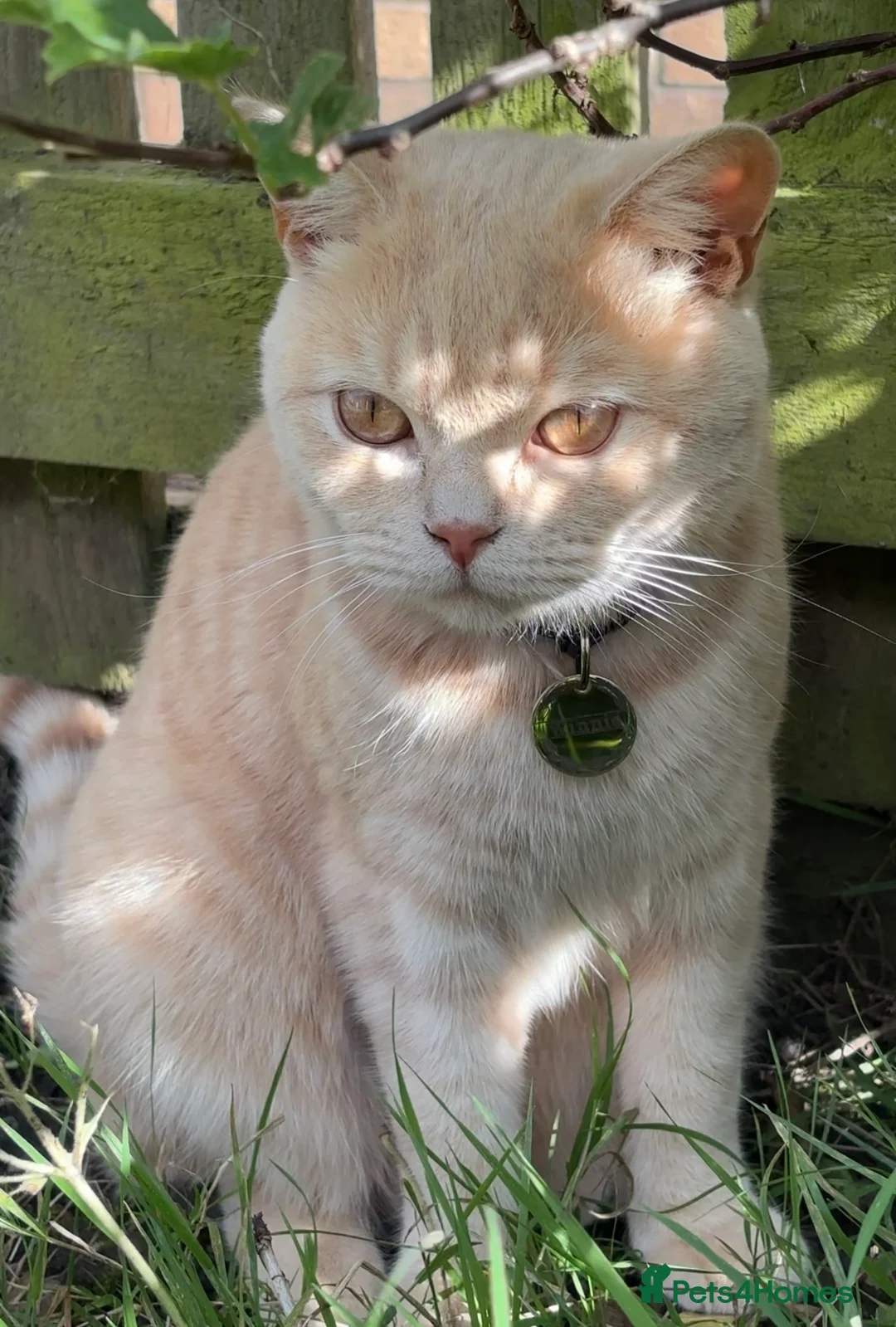 British Shorthair cats for sale: Golden British shorthair  in Edinburgh - Advert 1
