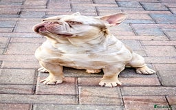 French Bulldog dogs for stud: Newshade Merle carrying fluffy  in Chesterfield - Image 4