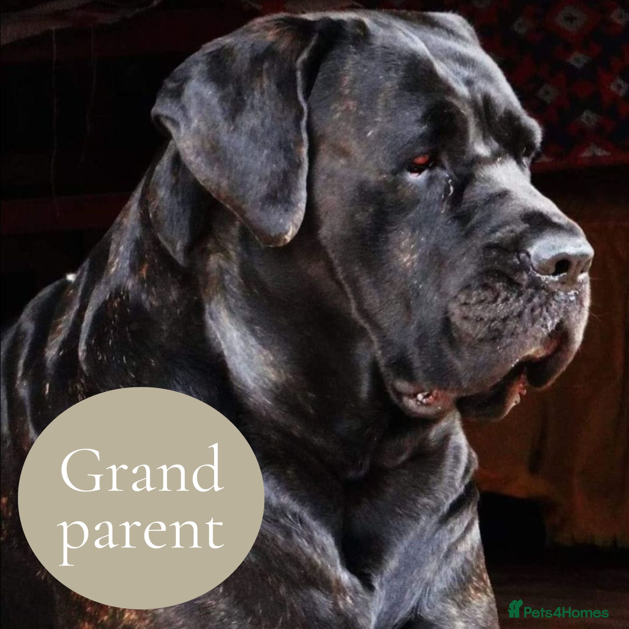 Mixed Breed dogs GreatDane x CaneCorso Pups-Exceptional Temperament - Advert 2