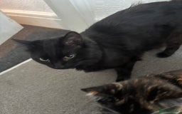 Maine Coon cats for sale: Flour - £50 - Advert 5