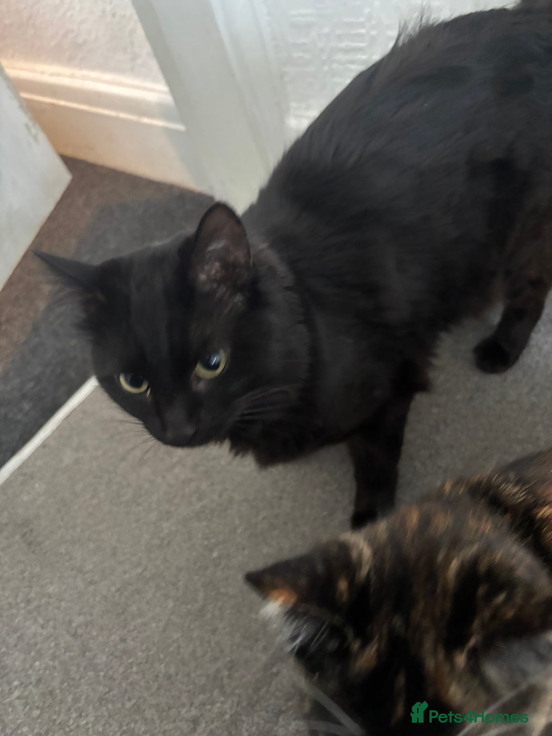 Maine Coon cats for sale: Flour - £50 - Advert 5