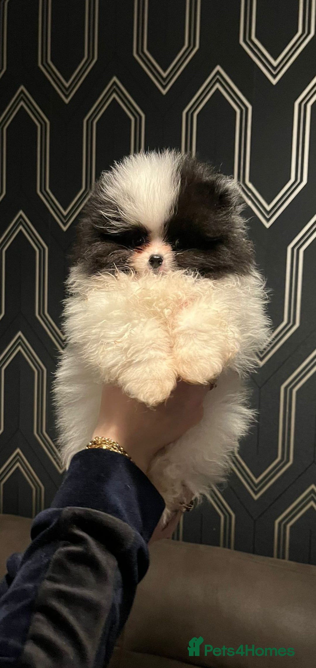 Pomeranian dogs for stud: Kc Pomeranian Male For STUD DUTIES - Advert 22