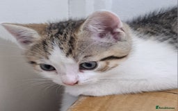 Bengal cats for sale: 3 Beautiful Kittens - Image 14