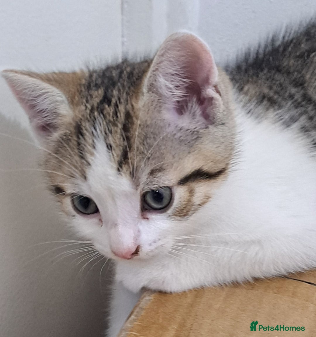 Bengal cats for sale: 3 Beautiful Kittens - Image 14