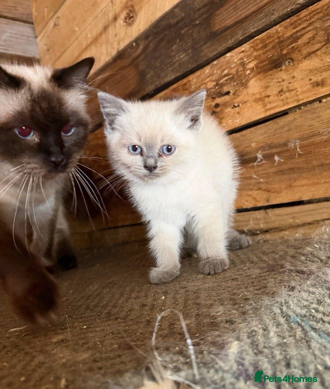 Ragdoll cats 2 little Ragdoll girls left  - Advert 1