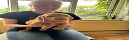 Hungarian Vizsla dogs for sale: Hungarian wired haired vizsla pups ready now - Advert 3