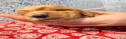 Cocker Spaniel dogs for sale: KC show type cocker spaniel (licensed breeder✨)  - Advert 16