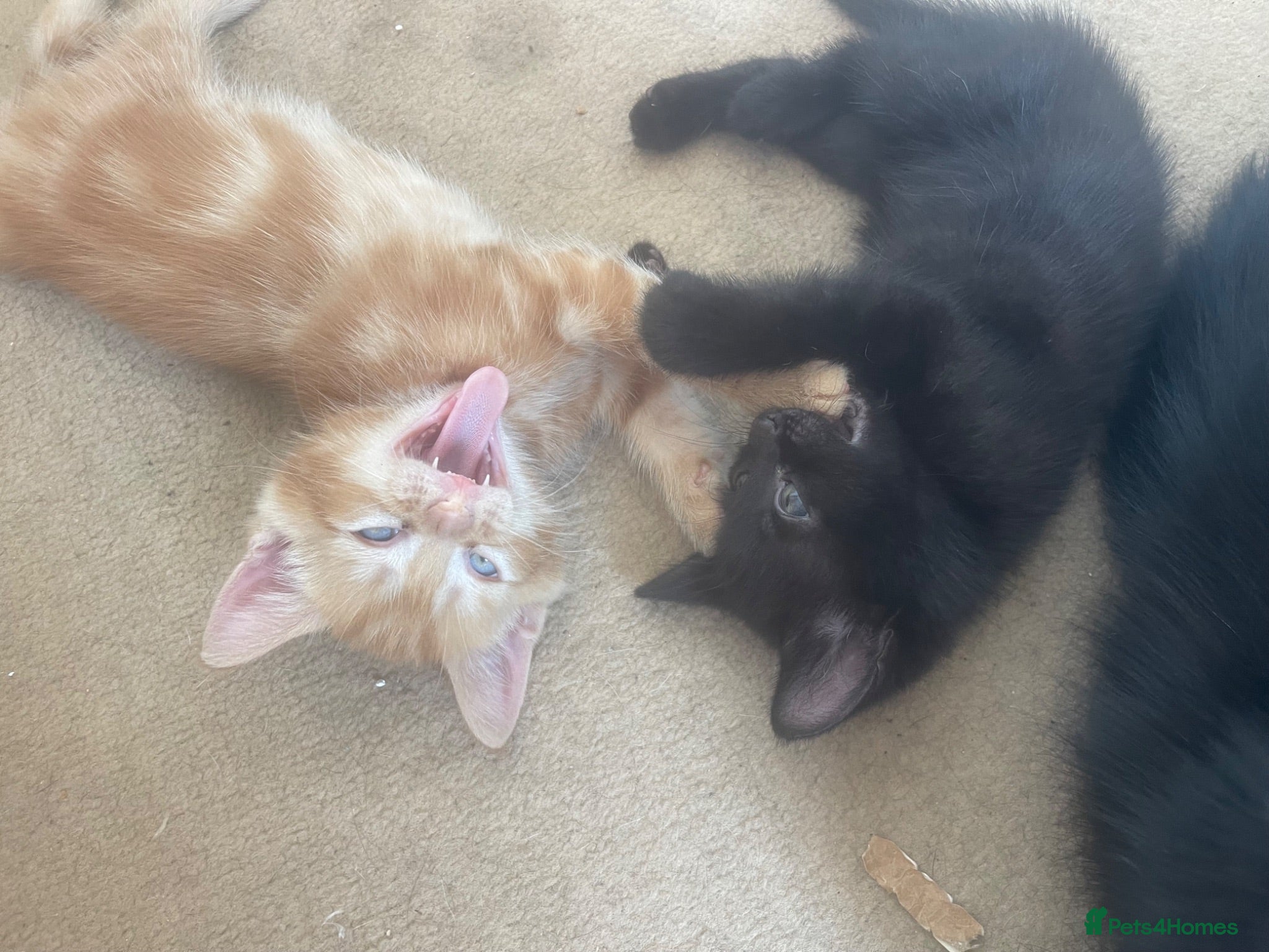 Mixed Breed cats 4 gorgeous kittens 2 boys 2 girls - Advert 1