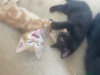Mixed Breed cats 4 gorgeous kittens 2 boys 2 girls - Advert 4